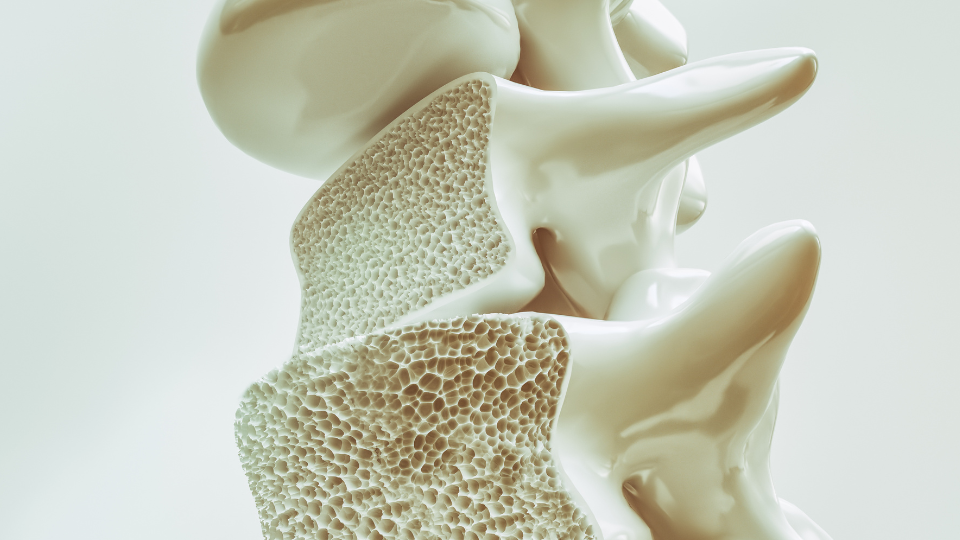 imagem mostra representação gráfica de estrutura óssea e seu interior